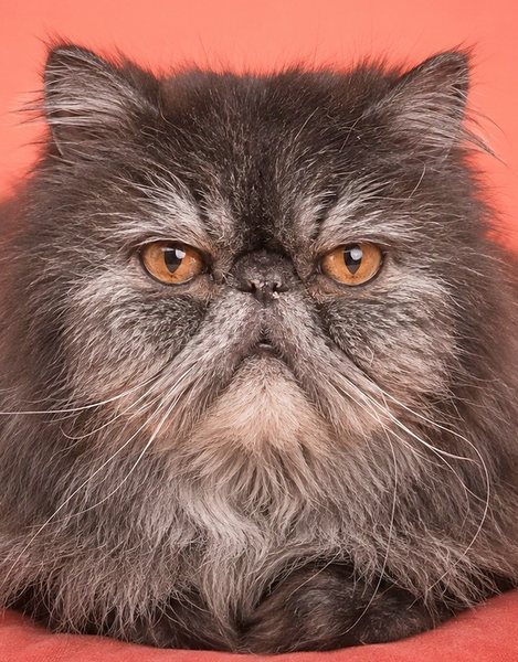 一只一脸不屑盯着看的年长波斯猫