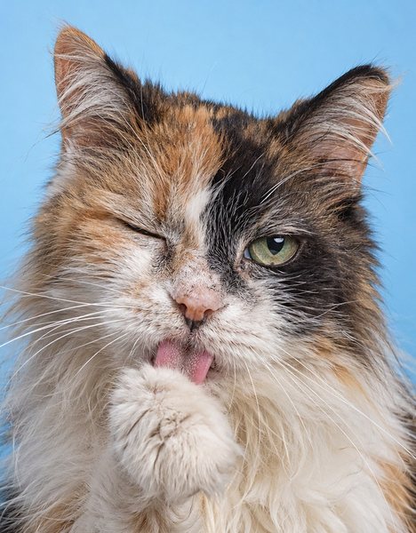 一只年长的三花长毛家猫