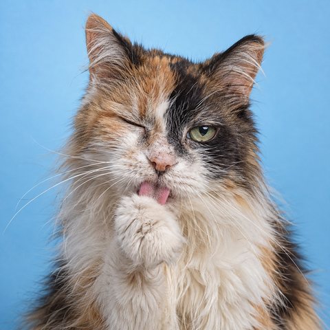 一只年长的三花长毛家猫
