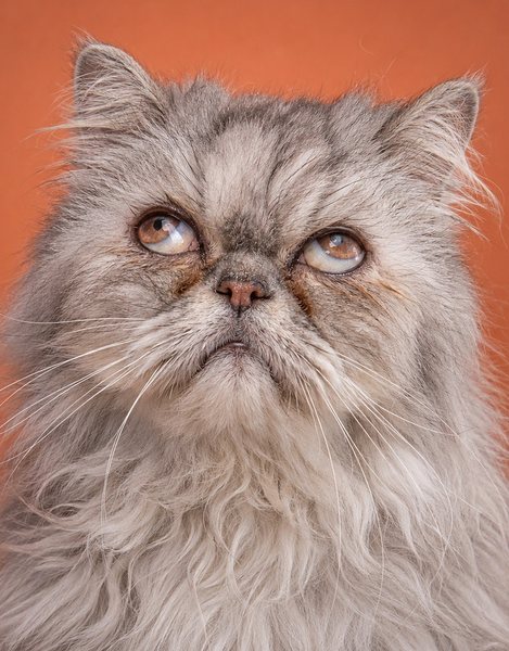 一只年长的银色波斯猫