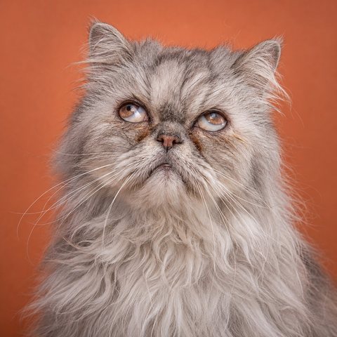 一只年长的银色波斯猫