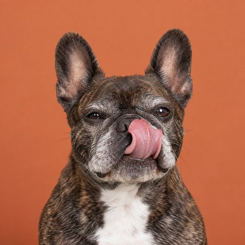 一只正在舔鼻子的年长法国斗牛犬