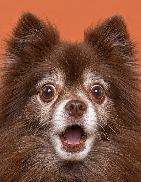 一只一脸惊讶的年长博美犬