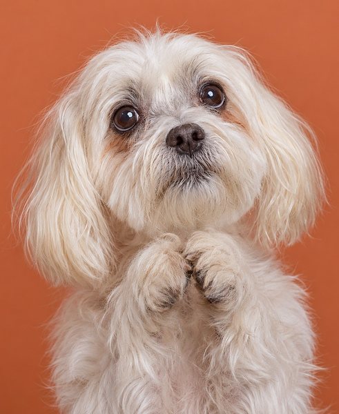 一只年长的马尔济斯犬