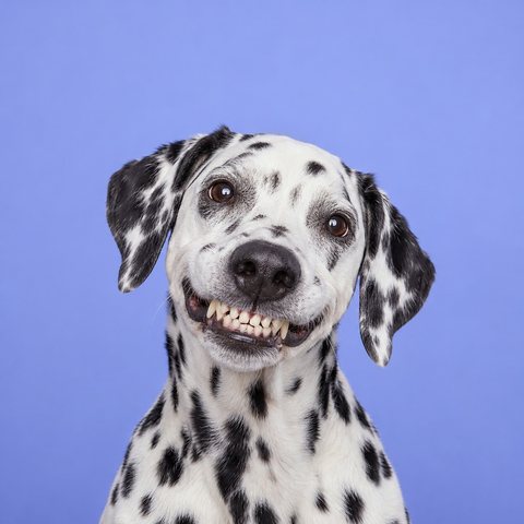 一只年长的斑点狗