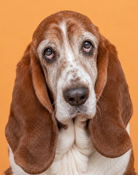 一只年长的巴吉度猎犬