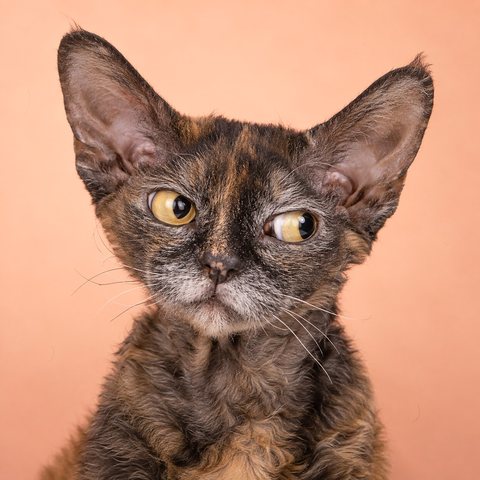 An older Devon Rex giving a hard side-eye