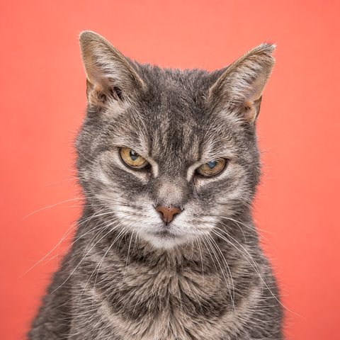 An older grey (blue-grey) mackerel tabby