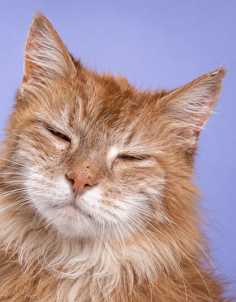 一只年长的橘色长毛家猫