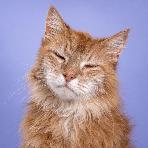 An older ginger domestic longhair