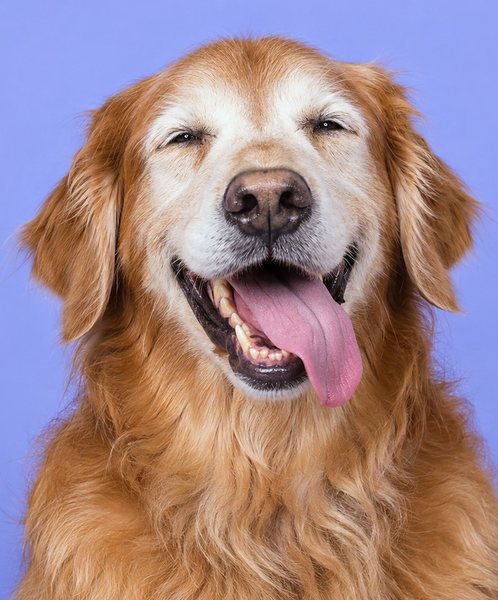 一只张大嘴咧着笑的年长金毛寻回犬