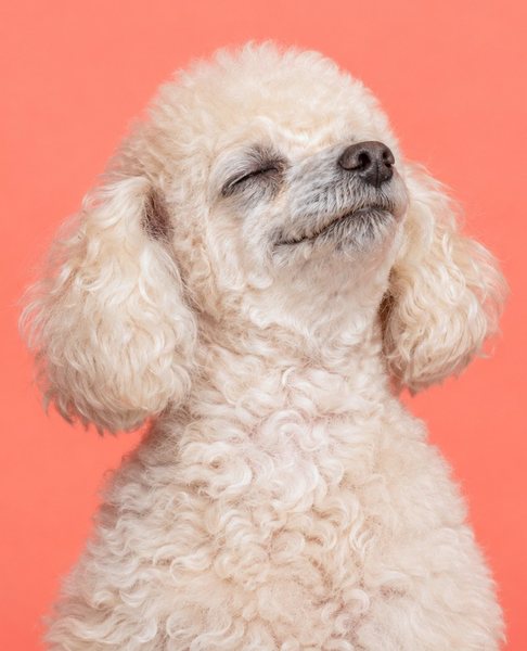 一只抬着下巴、闭着眼睛的年长玩具贵宾犬