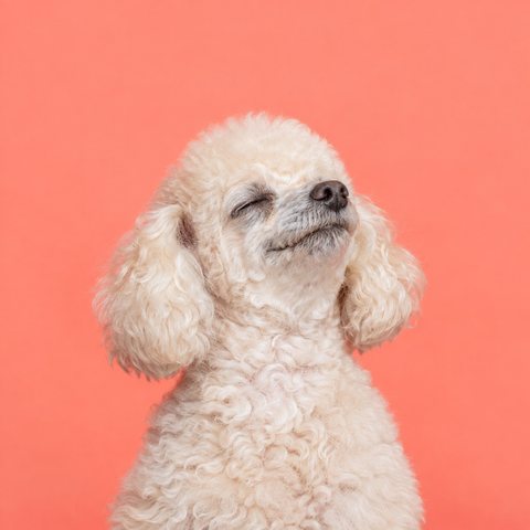 An older toy poodle with its chin up and eyes closed