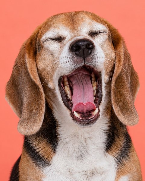 一只年长的三色比格犬