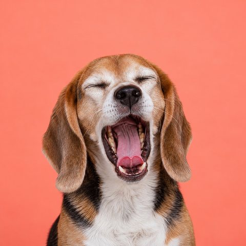 An older tricolour beagle
