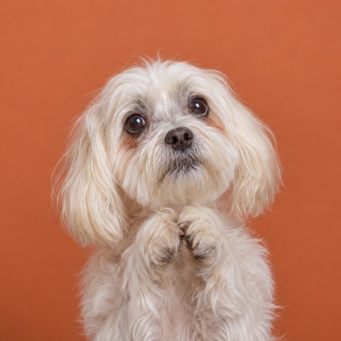 An older Maltese