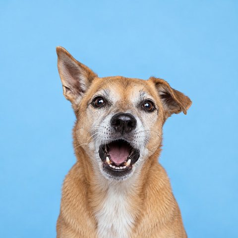 An older fawn-tan kampung dog