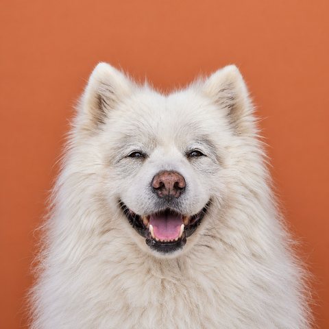 An older Samoyed