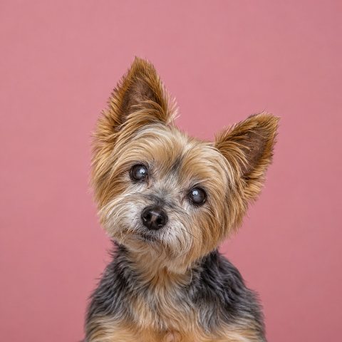 An older Yorkshire Terrier
